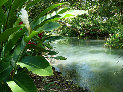 body of water surrounded by green plants thumbnail