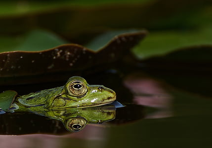 frog on water thumbnail