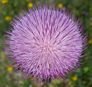 tilt-shift photo of a flower thumbnail