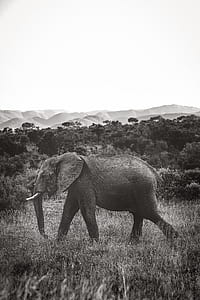 grayscale photo of elephant in the wild thumbnail