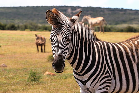 Zebra on Green Grass Field thumbnail