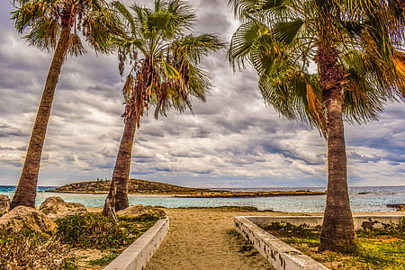 three palm trees near body of water thumbnail