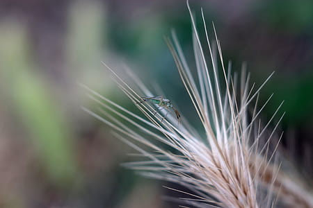 green winged insect perching on plant thumbnail