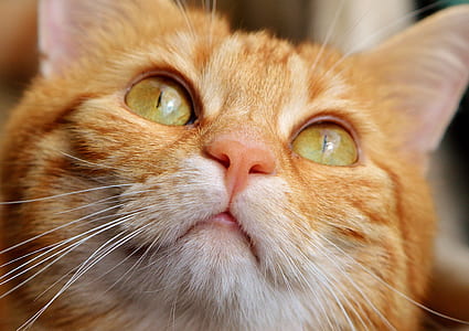 close up shot of orange tabby cat thumbnail