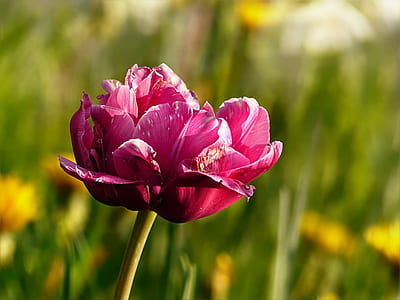 close up photo of pink tulip flower thumbnail