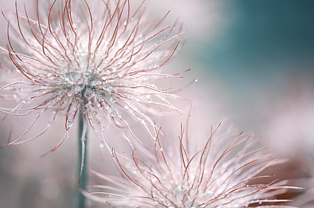 close-up photography of dandelions thumbnail