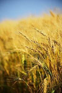 Closeup Photography of Rice Grains thumbnail
