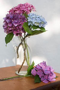 pink, purple and blue hydrangeas flowers in vase thumbnail
