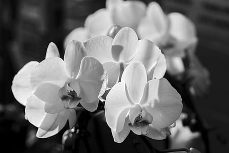 grayscale photo of orchid thumbnail