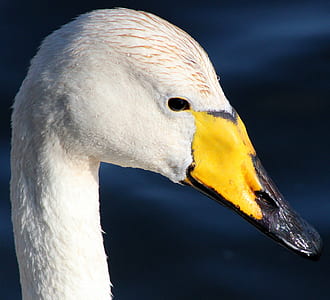 bird, animal, beak, swan thumbnail