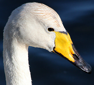 macro photography of white duck head thumbnail