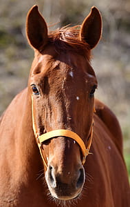 brown horse close-up photo thumbnail