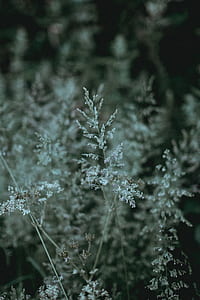 shallow focus photography of flowers thumbnail