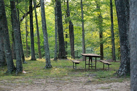 brown wooden picnic table beside black trees thumbnail