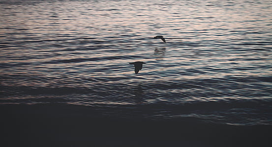 photography of two birds hovering over body of water thumbnail