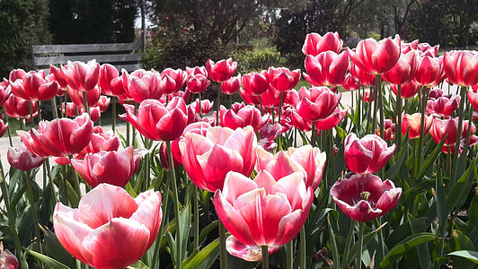 Tulip, Perennial Flowers thumbnail