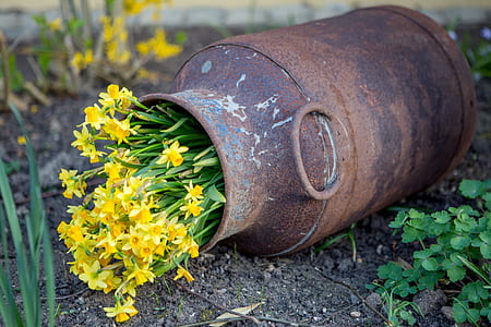 yellow daffodil flowers in milk churn thumbnail