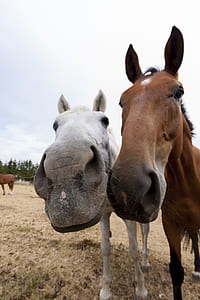 white donkey beside brown horse thumbnail