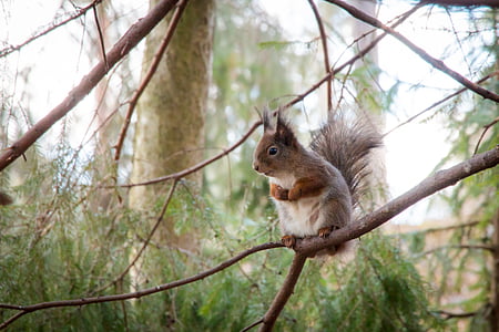 brown squirrel sitting on tree branch thumbnail
