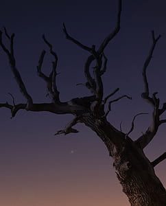 photography of brown bare tree thumbnail