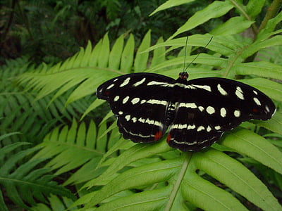 black and white butterfly perched on green fern plant thumbnail