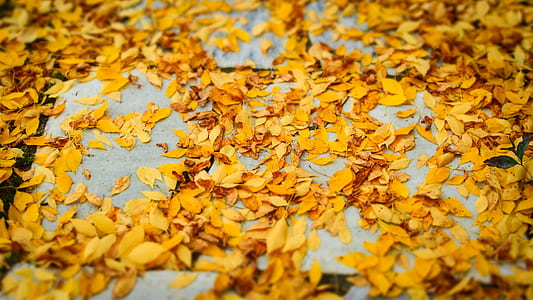 yellow leaves thumbnail