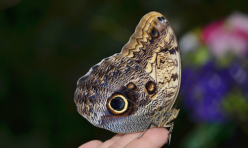 Calipo Eruriloctuin, Morpho Peleides thumbnail