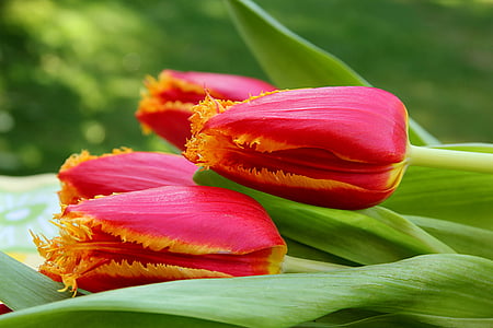 selective focus photography of pink tulip thumbnail