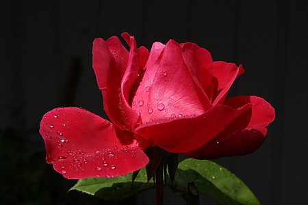 shallow focus photography of red flower thumbnail