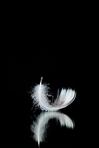 macro photography of white feather thumbnail
