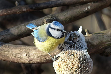 European blue tit on bough thumbnail