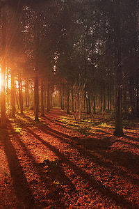 tall trees during sunset thumbnail