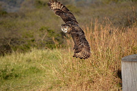 brown flying owl thumbnail