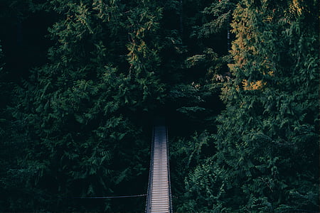 gray bridge surrounded trees thumbnail