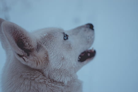 dog looking up thumbnail