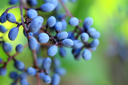 selective focus photo of blueberries at daytime thumbnail