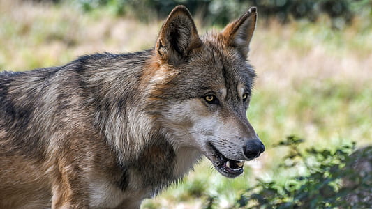 brown wolf on forest at daytime thumbnail
