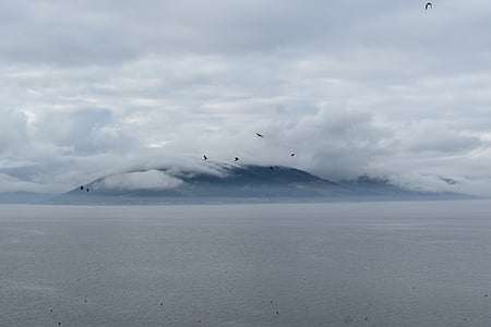 birds flying on mid air under cloudy skies thumbnail