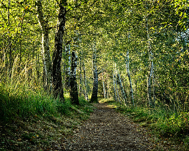 empty road near forest thumbnail