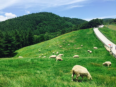 herd of sheep thumbnail