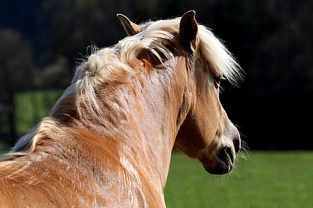 brown and white horse stands on grass field at daytime thumbnail