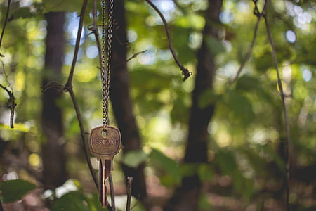 gray key hanging on twig thumbnail
