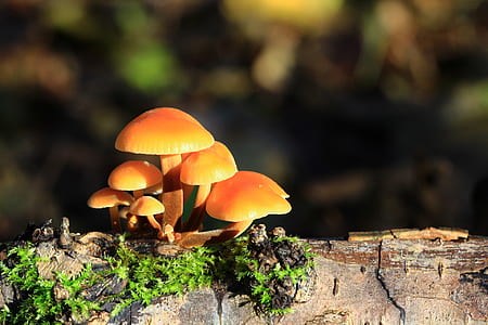 brown mushrooms on tree log thumbnail