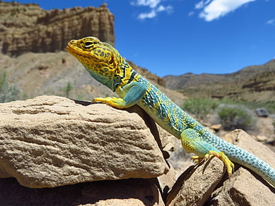 teal and brown lizard on stone under blue and white sunny sky during daytime thumbnail