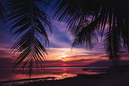 beach near palm trees under golden hour thumbnail