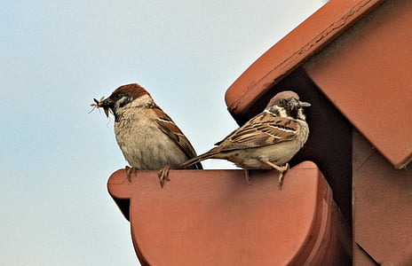 two white sparrows thumbnail