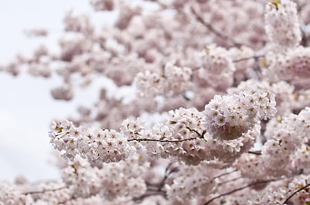 white flowers thumbnail