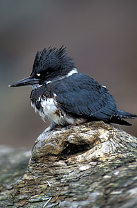 black and white bird on brown wood thumbnail