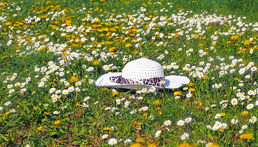 white sun hat on fields of white flower thumbnail