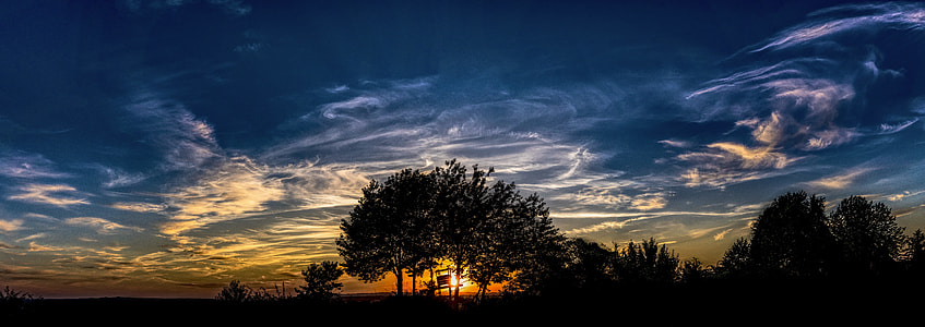 tall tree during sunset thumbnail